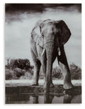 Glinyard Black / White Wall Art